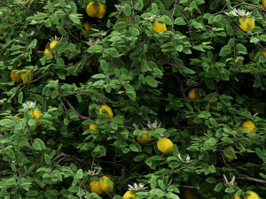 5diffrent tree lemonfruit 5 trees models in the scene 3D Model