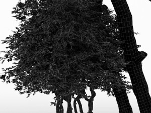 5diffrent tree lemonfruit 5 trees models in the scene 3D Model