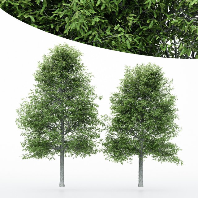 2diffrent tree shingle oak 3 trees models in the scene 3D Model .c4d .max .obj .3ds .fbx .stl .blend 