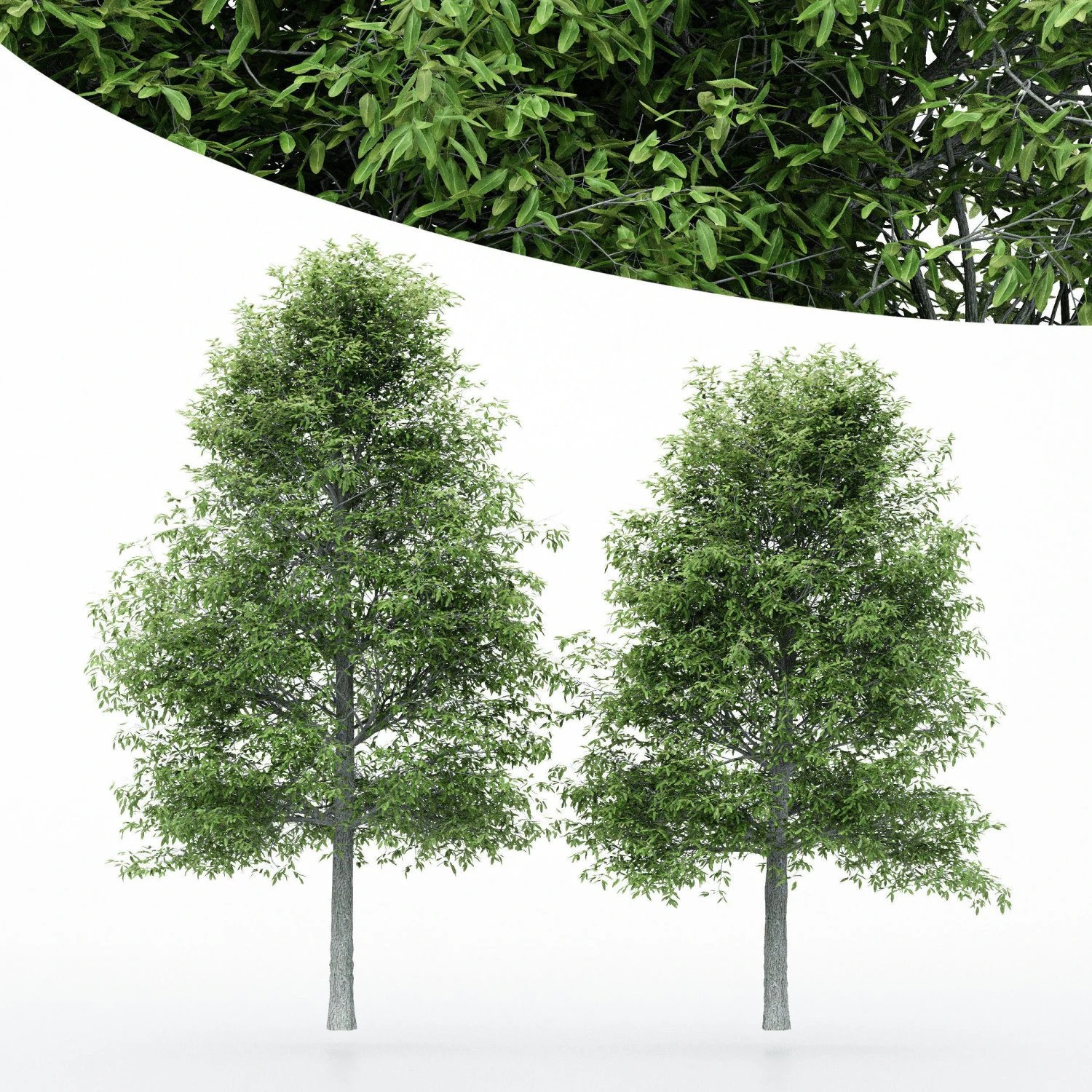 2diffrent tree shingle oak 3 trees models in the scene 3D Model .c4d .max .obj .3ds .fbx .stl .blend