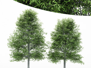 2diffrent tree shingle oak 3 trees models in the scene 3D Model