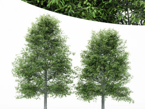 2 arbres diff&eacute;rents bardeaux ch&ecirc;ne 3 mod&egrave;les d'arbres dans la sc&egrave;ne Modèle 3D