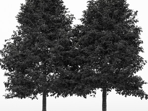 2diffrent tree shingle oak 3 trees models in the scene 3D Model
