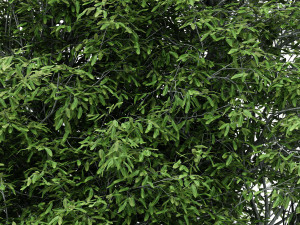 2diffrent tree shingle oak 3 trees models in the scene 3D Model