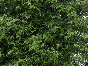 2diffrent tree shingle oak 3 trees models in the scene 3D Model