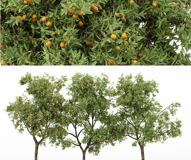 3 different tree orangefruit 3D Model .c4d .max .obj .3ds .fbx .stl .blend 