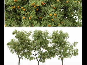 3 different tree orangefruit 3D Модель