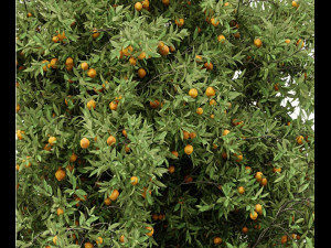 3 different tree orangefruit 3D 模型