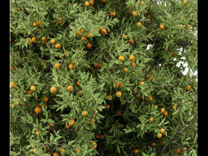 3 different tree orangefruit 3D Model
