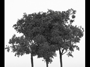 3 different tree orangefruit 3D 模型
