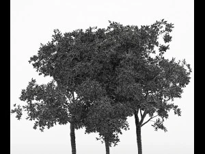3 different tree orangefruit 3D Model