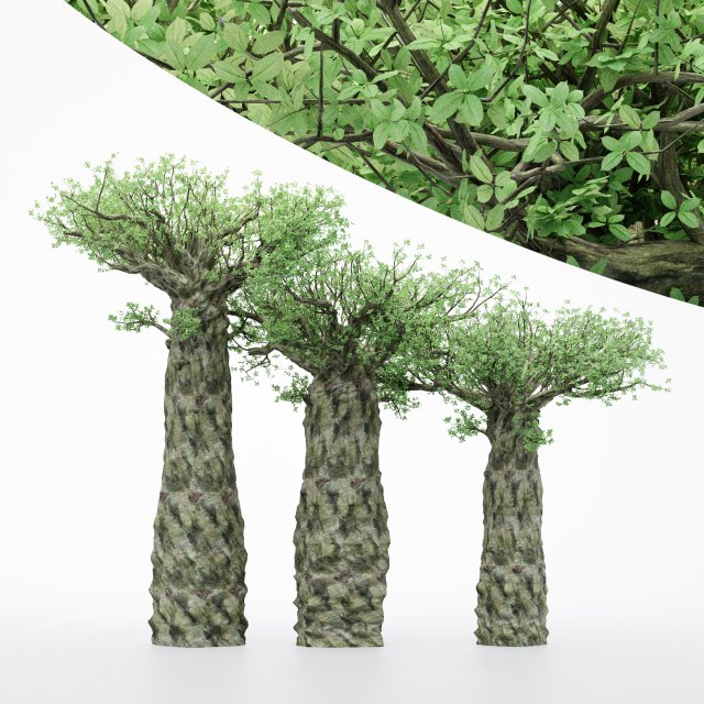 3diffrent tree madagascan baobab 3 trees models in the scene Modelo 3D .c4d .max .obj .3ds .fbx .stl .blend 