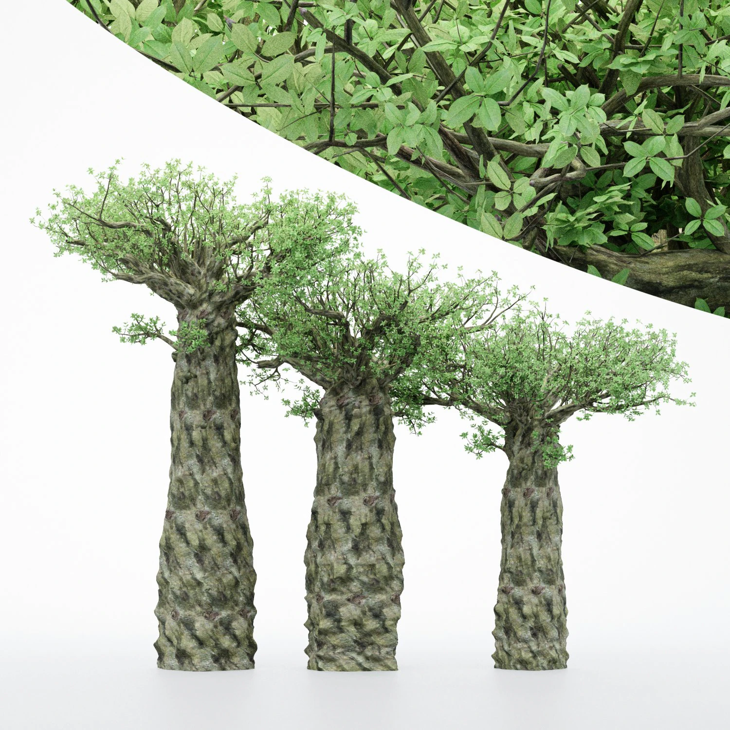 3diffrent tree madagascan baobab 3 trees models in the scene 3D Model .c4d .max .obj .3ds .fbx .stl .blend 