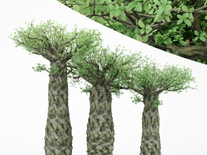 3diffrent tree madagascan baobab 3 trees models in the scene Modello 3D