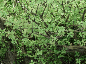 3diffrent tree madagascan baobab 3 trees models in the scene Modelo 3D