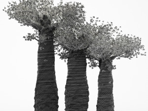 3diffrent tree madagascan baobab 3 trees models in the scene Modelo 3D