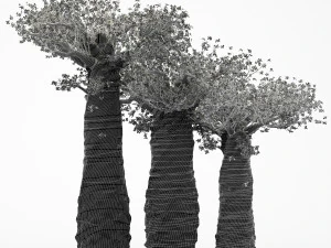 3diffrent tree madagascan baobab 3 trees models in the scene 3D Model