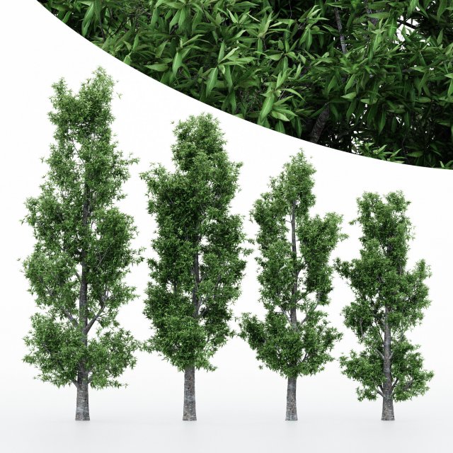 4diffrent treerain bow gum 4 trees models in the scene 3D 모델 .c4d .max .obj .3ds .fbx .stl .blend 
