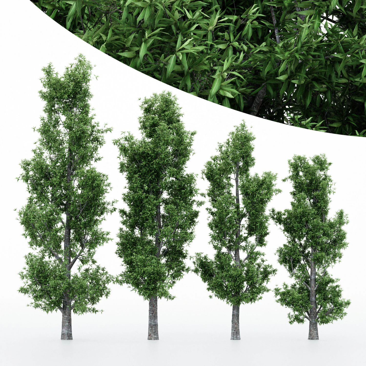 4diffrent treerain bow gum 4 trees models in the scene 3D Model .c4d .max .obj .3ds .fbx .stl .blend