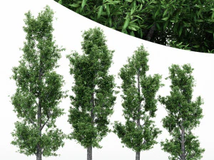 4diffrent treerain bow gum 4 моделі дерев у сцені 3D Модель