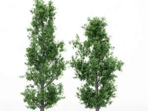 4diffrent treerain bow gum 4 trees models in the scene 3D Model
