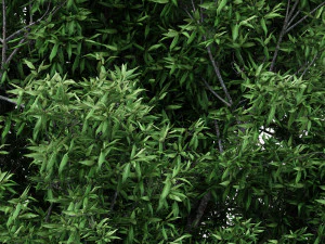 4diffrent treerain bow gum 4 trees models in the scene 3D Model