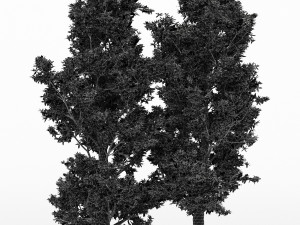 4diffrent treerain bow gum 4 trees models in the scene 3D 모델