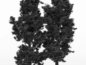 4diffrent treerain bow gum 4 trees models in the scene 3D Model