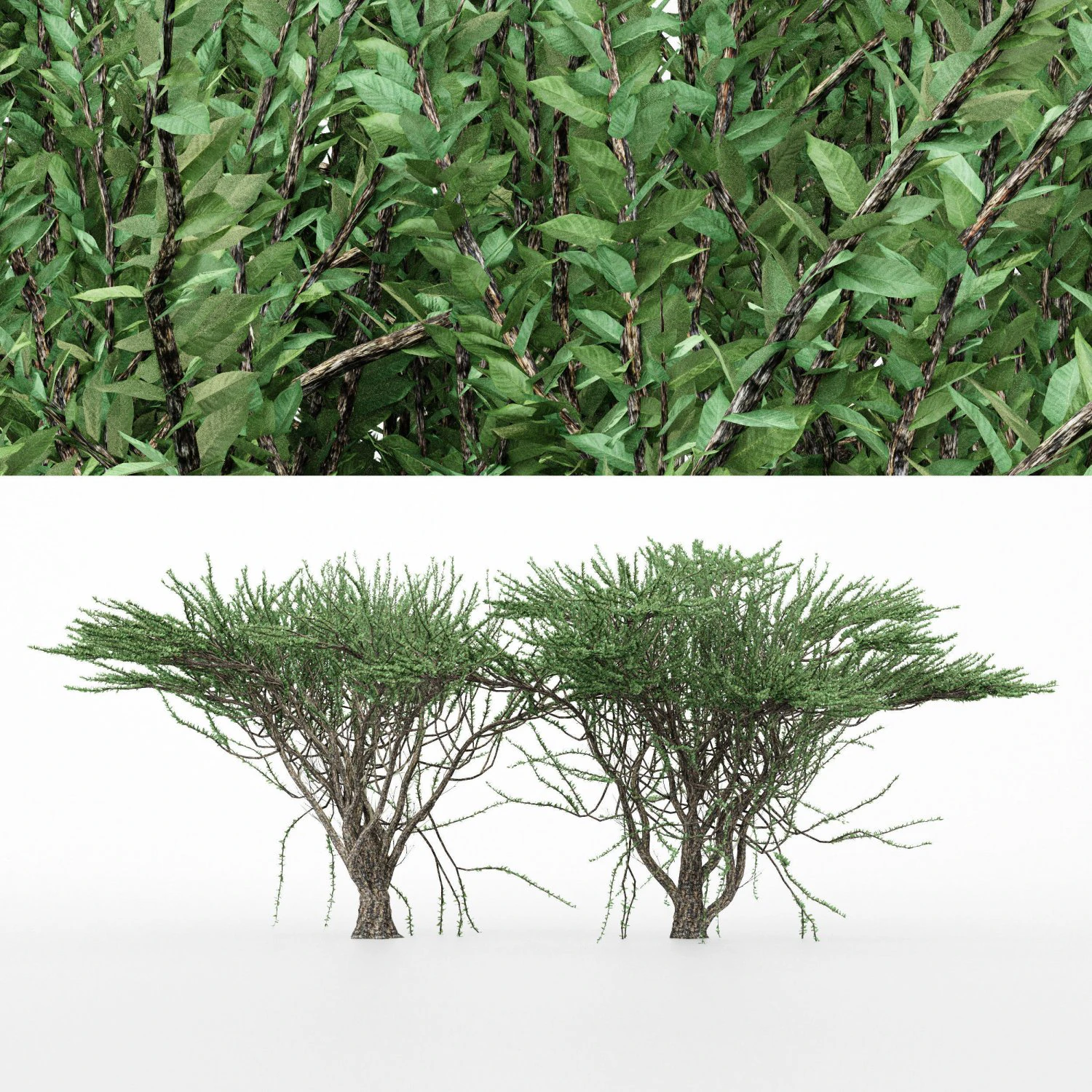 2diffrent tree umbrella thorn 2 trees models in the scene 3D Model .c4d .max .obj .3ds .fbx .stl .blend 