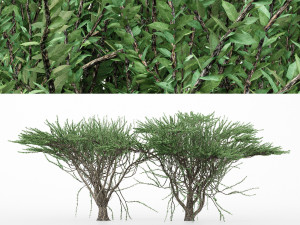 2diffrent tree umbrella thorn 2 trees models in the scene 3D Модель