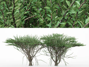 2 mod&egrave;les d'arbres diff&eacute;rents &agrave; &eacute;pine 2 arbres dans la sc&egrave;ne Modèle 3D