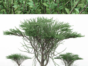 2diffrent tree umbrella thorn 2 trees models in the scene 3D Model