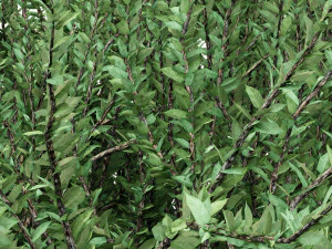 2diffrent tree umbrella thorn 2 trees models in the scene 3D Model