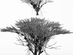 2diffrent tree umbrella thorn 2 trees models in the scene 3D-Modell