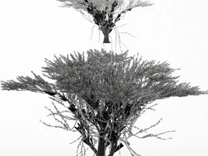 2diffrent tree umbrella thorn 2 trees models in the scene 3D Model