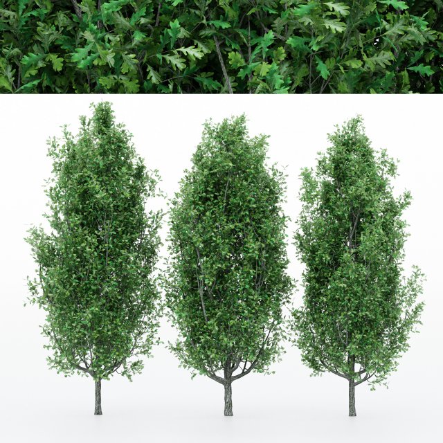 5diffrent tree cypress oak 5 trees models in the scene 3D 模型 .c4d .max .obj .3ds .fbx .stl .blend 