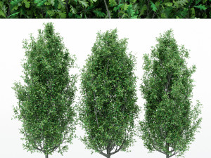 5diffrent tree cypress oak 5 trees models in the scene 3D Model