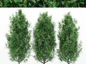 5diffrent tree cypress oak 5 trees models in the scene 3D Model