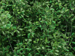 5diffrent tree cypress oak 5 trees models in the scene 3D 模型