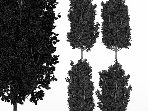 5diffrent tree cypress oak 5 trees models in the scene 3D 模型