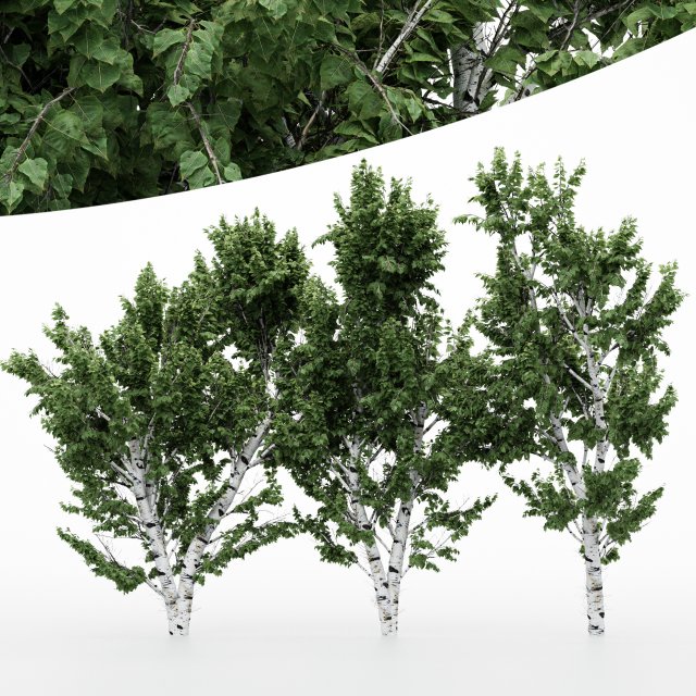 5diffrent tree white birch 5 trees models in the scene 3D 모델 .c4d .max .obj .3ds .fbx .stl .blend 