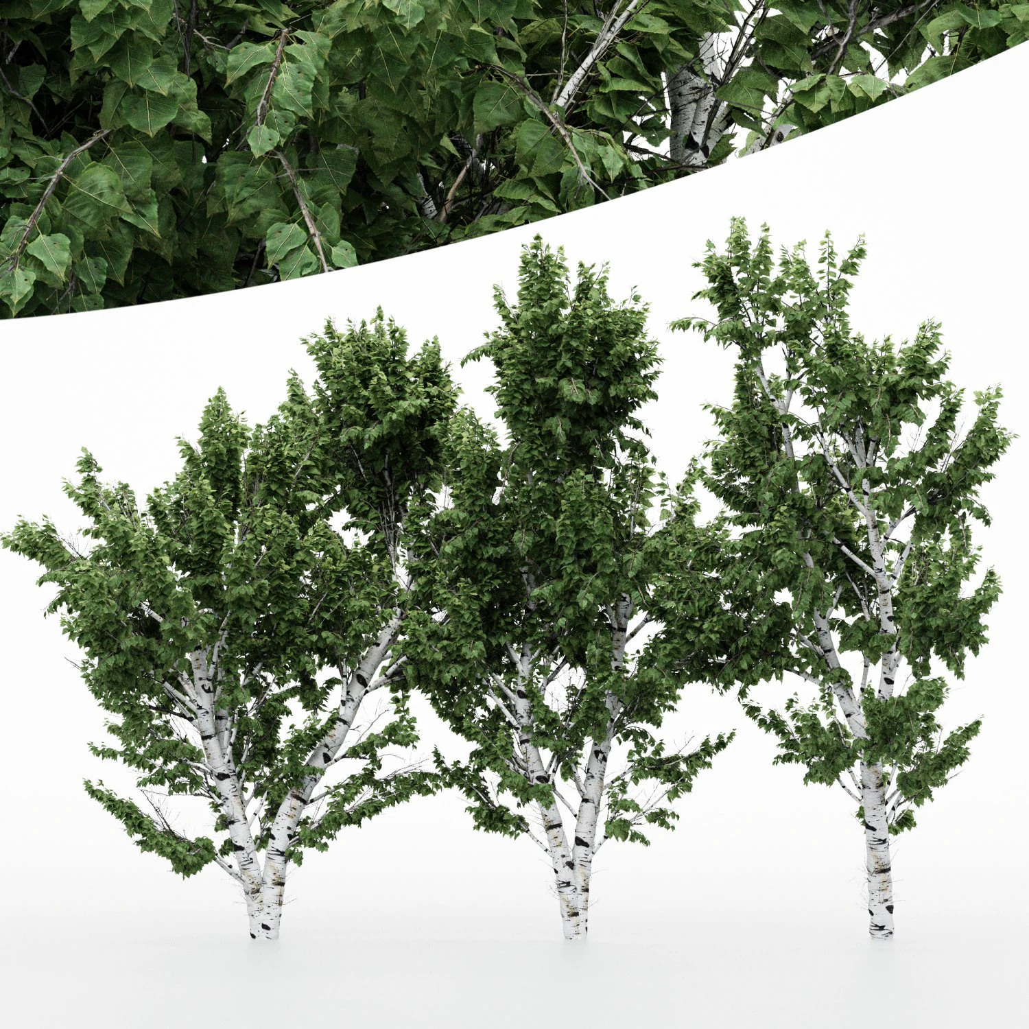 5diffrent tree white birch 5 trees models in the scene 3D Model .c4d .max .obj .3ds .fbx .stl .blend 
