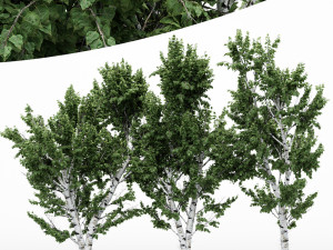5diffrent tree white birch 5 trees models in the scene 3D 모델