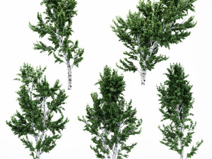 5diffrent tree white birch 5 trees models in the scene 3D 모델