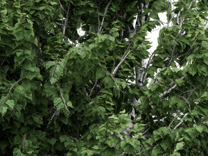 5diffrent tree white birch 5 trees models in the scene 3D 모델