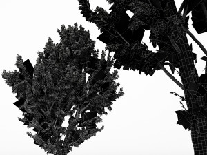 5diffrent tree white birch 5 trees models in the scene 3D 모델