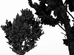 5diffrent tree white birch 5 trees models in the scene 3D Model