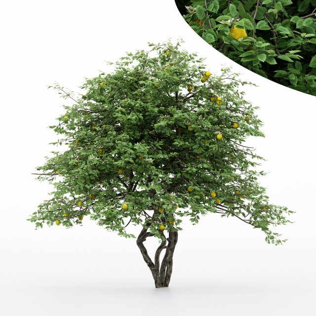 5diffrent tree lemonfruit 5 trees models in the scene 3D Model .c4d .max .obj .3ds .fbx .stl .blend 