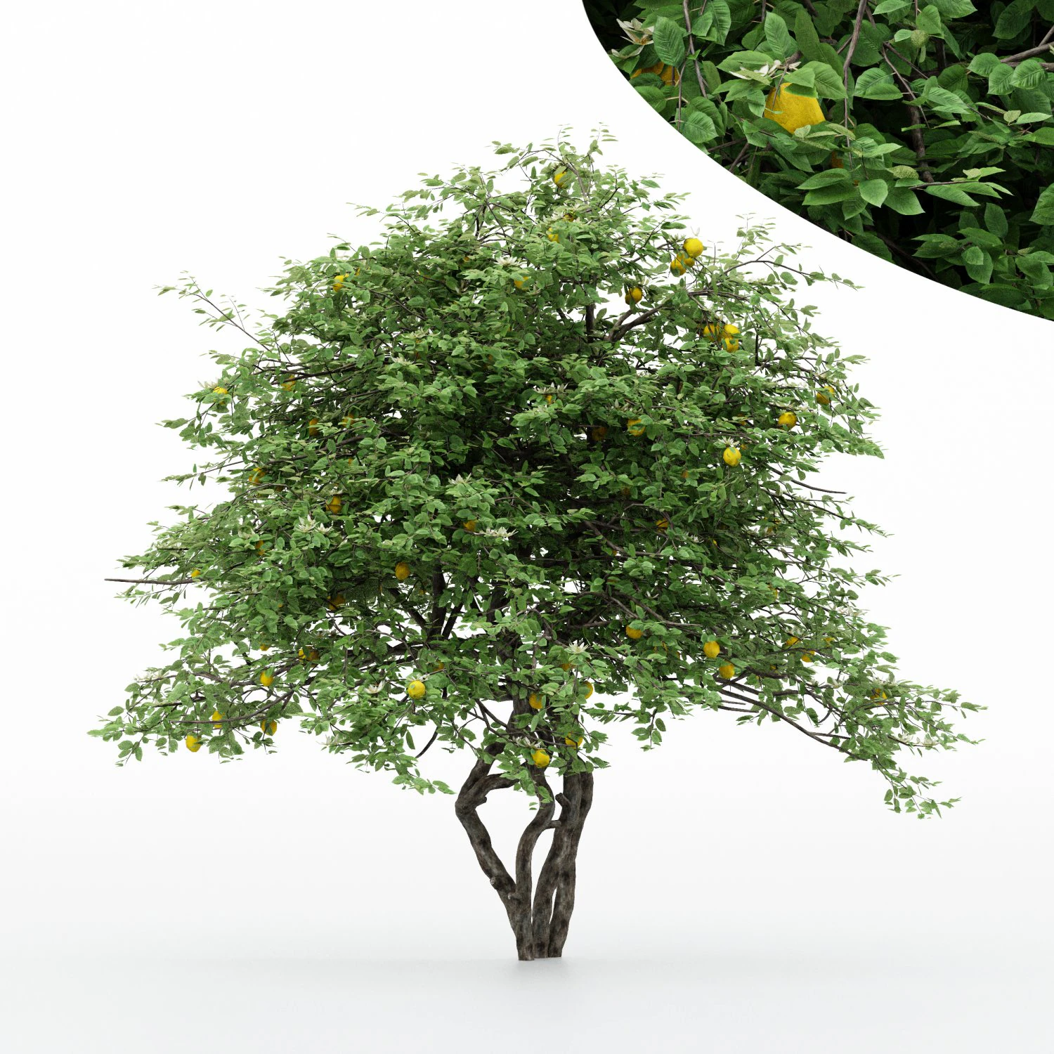 5diffrent tree lemonfruit 5 trees models in the scene 3D Model .c4d .max .obj .3ds .fbx .stl .blend