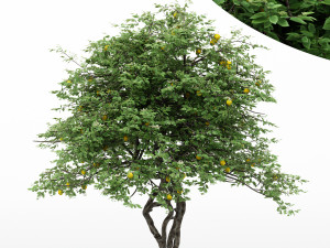 5diffrent tree lemonfruit 5 trees models in the scene 3D Model